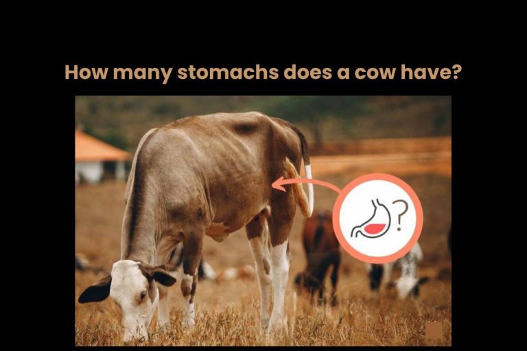 How many stomachs does a cow have?